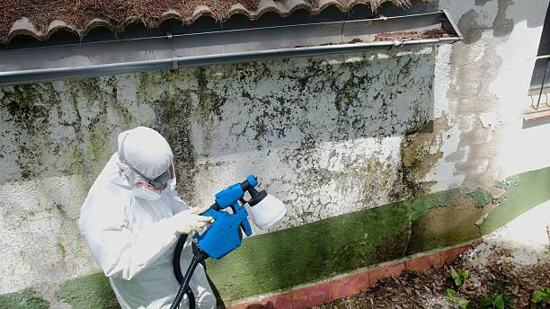 Trusted Attic Mold Removal service in Berryville, TX - Cheap Mold Removal
